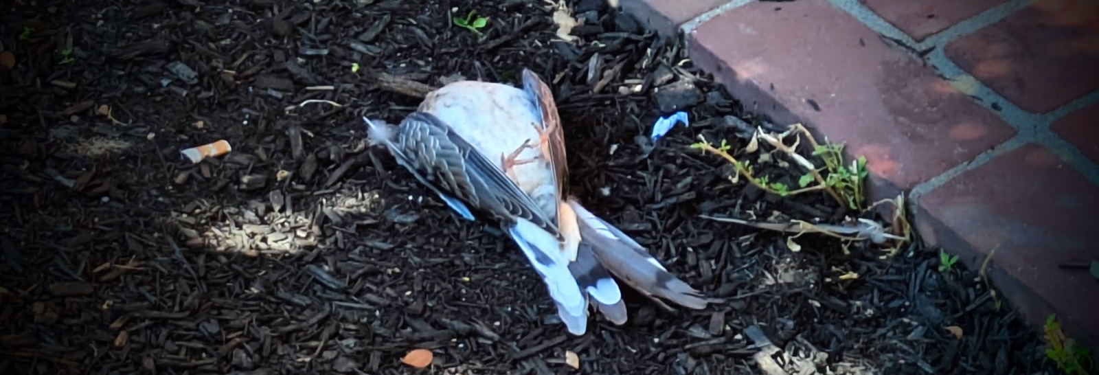A dead bird on the ground